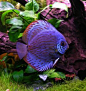 Pretty purple fish!!