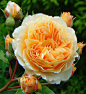 Apricot Mille-Feuille Rose