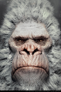 The Albino Gorilla | Primate Series, Andre Holzmeister : I am making a Series of Primate portraits.
Texture.XYZ alphas were used for the fine detail on the skin, Zbrush 4R8, Fibermesh and 3DS MAX Hair & Fur, Arnold for Rendering