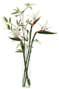 Natural Decorations, Inc. - Bird of Paradise White, Glass Cylinder