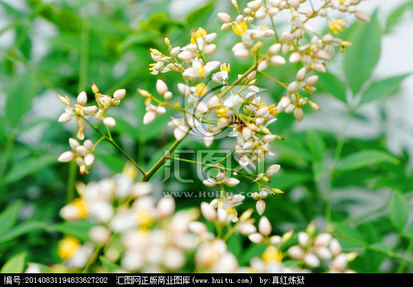 白色花卉于蜜蜂