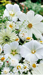 ~~Seed Mat for a White Border ~ White borders are a radiant sight and are also very stylish. This must surely be the quickest and easiest way to create bright, beds and borders in the garden. These seed mats can simply be dug into the ground and covered w