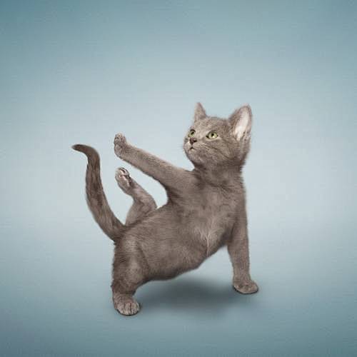 练瑜伽的猫