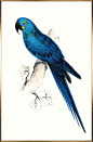 彩色斑斓鸟类挂画 5810153