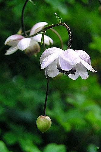 莲华升麻---草莲花