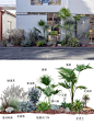 户外植物组合热带风绿植搭配_1_园艺设计师～雅儿_来自小红书网页版