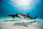 Bahamas, Tiger sharks at Bahama Bank - 图虫创意图库正版图片,视频,插图,微博微信公众号配图,自媒体素材