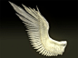 Bird_angel_wing_1