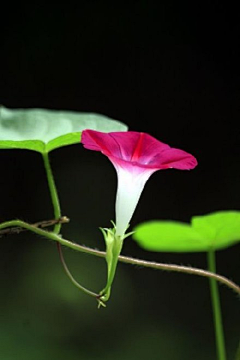 安静的小情绪っ采集到花语