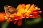 Photograph Summer Orange by Kent Mathiesen on 500px