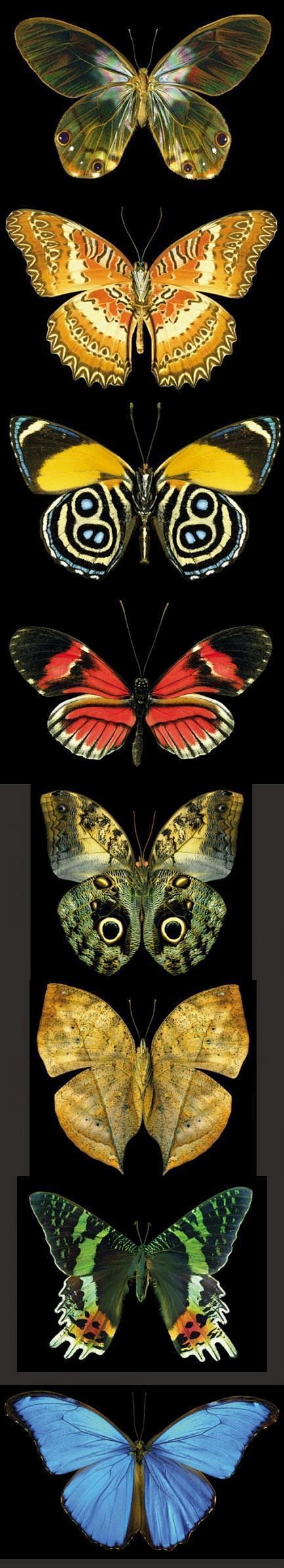 世界上最美的八种蝴蝶。