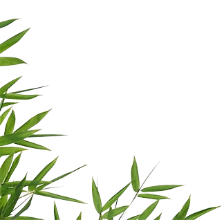 植物素材png