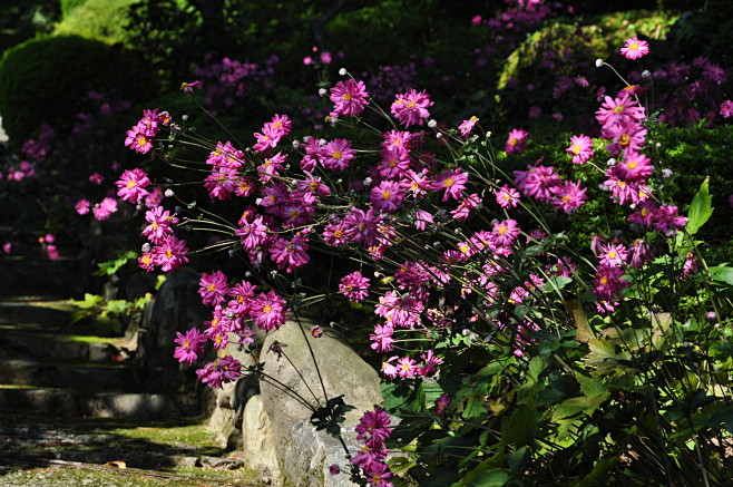 全部尺寸 | Japanese Anem...