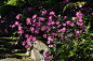 全部尺寸 | Japanese Anemone at Yoshimine-dera in Kyoto | Flickr - 相片分享！