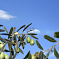 olive branch over clear sky