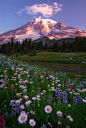 Wildflowers, Mt. Rainier, Washington