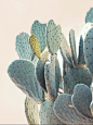 Cactus Print, Cacti Art, Cactus Photo, Minimal Photo, Desert Wall Art, Cacti Decor, Minimalist Art, Desert Photography, Desert Details : A photograph of a cactus with a unique pastel palette. The Wilder California Cacti Collection draws inspiration from t