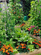 菜园、农场、小庭院菜园、阳台菜园-爱上微杂志