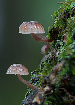 依米虫虫采集到蘑菇