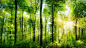 阳光,树木,夏天,绿色森林风景壁纸
