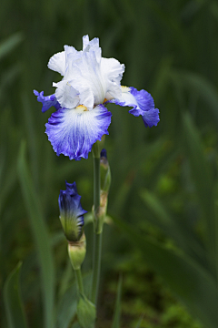 渺颜采集到鲜花