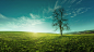 A lone tree on a meadow at sunrise, idyllic, fabulous landscapes by Gergely Zsolnai on 500px