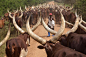 安哥拉长角牛，是起源于乌干达最古老的牛种之一。
主要分布在乌干达西南部和东北部。
它们巨大犄角除了用于防御外，还有散热的功能，能在高温下保持良好的散热速度。