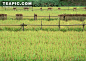 木栏杆隔开的水稻田