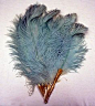 1920 Feather Fan