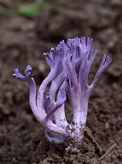 Tangqingqing采集到菇