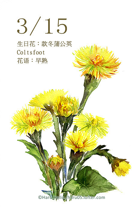 每日一花 3.15 生日花：-Haru....