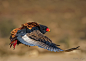 theraptorcage:

Bateleur Eagle
