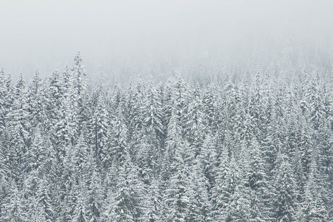 snow-forest-trees-wi...