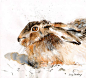 来自艺术家 Lucy Newton 野生动物绘画作品一组。