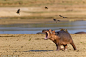 The hippo calls out for its mother as the oxpeckers begin pecking at its back in the Zambia national park