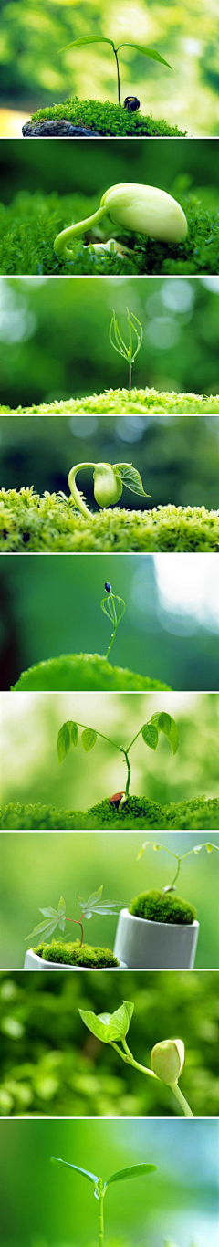 走马过汴梁采集到万物生の植物