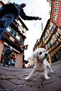 Dogs of Colmar : Dogs at the streets of one of the most beautiful cities in Europe - Colmar.