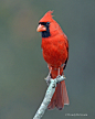 sunwendyrain:

cardinal
