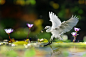 ～ Little Egret Catch Fish ～ by FuYi Chen on 500px