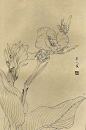 白描花鸟图 美人蕉-紫砂素材-中国紫砂艺术网