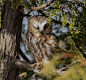 棕榈鬼鸮Aegolius acadicus鸮形目鸱鸮科鬼鸮属
Northern Saw-whet owl - Petite nyctale by François St-Onge on 500px