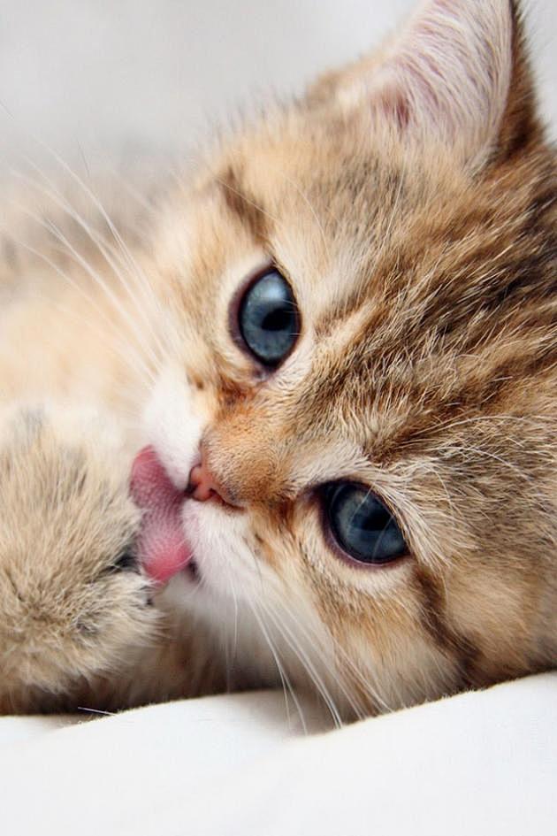 可爱小猫舌