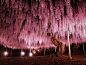 日本足利紫藤园（ Ashikaga Flower Park ）的144岁的紫藤树，好唯美梦幻的美！(๑´ڡ`๑)