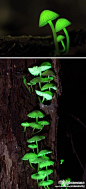 进入梅雨后，和歌山县那智胜浦町以及纪伊半岛南部串本町一带的森林中，有名的夜光蘑菇（椎の灯火茸）开始长出来了。平时呈茶褐色，黑暗中会发出淡淡的绿光。每年5月起到秋季都会生长，6月份为生长最旺盛期。绝对萌菌物语真实版啊！！打滚！