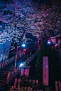 #樱花#即便是在日本，也很少能看到如春日神社般奇妙的樱景。这里位于东京的繁华街，不远处就是东京塔，可一旦走近此处，便是令人屏息的寂静：四面环绕的樱枝仿佛结界，将神社四周紧紧包裹，恨不能倾泻在入口的鸟居之上。站在境内向外张望，只见繁花浩然，神圣、悠远，恍如星河。