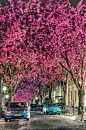 德国波恩 春天莱茵河旁最美的恩赐
三月刚开始，社交网络上有人发起了全球“Spring Sign”的照片征集，一张德国波恩的照片吸引了很多人的目光——街道两旁的梦幻般美丽的樱花花枝已经“牵手”在一起，为整洁的大道和停驻的汽车造就了一个天然的鲜花甬道。这便是被称为“全世界最美的樱花街巷之一”的德国波恩赫尔街（Heerstrasse）的樱花大道。