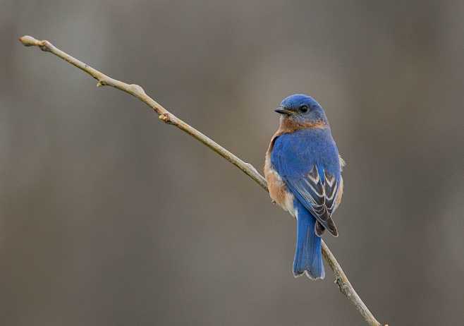 Eastern bluebird - M...