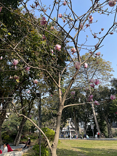 -阿布酱-采集到图片-素材-植物，水果