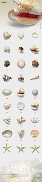 150个超高像素 贝壳 海螺 海星 海马 海洋主题 合集透明背景 PNG素材合集 150 Shells Bundle - 150 Shells Bundle (Isolated Objects) 2350525 (4).jpg