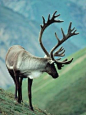 Lapland Reindeer | Reindeer! (Caribou)